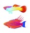 Aquaria Guppy and Swordtail Fish Inhabitant Poster