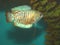 Aquarian fish ljalius Colisa lalia