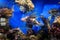 Aquarium with beautiful lionfish