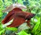 Aquarium Betta Splendens Mail