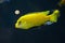 Aquarium cihlide. Yellow decorative fish swimming