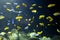 Aquarium cihlide. Yellow decorative fish swimming