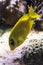 Aquarium cihlide. Yellow decorative fish swimming