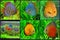 Aquarium - discus fish varieties collage