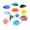 Aquarium exotic fish collection, under water world. Oscar fish  illustration isolated on white background. Coral reef Pisces