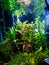 Aquarium filled with lush plants