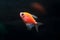 Aquarium fish. Black tetra. Gymnocorymbus ternetzi. Bright glowing colors. Animals. Dark background