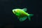 Aquarium fish. Black tetra. Gymnocorymbus ternetzi. Bright glowing colors. Animals. Dark background