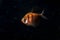 Aquarium fish. Black tetra. Gymnocorymbus ternetzi. Bright glowing colors. Animals. Dark background