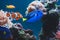 Aquarium Fish blue surgeonfish paracanthurus hepatus