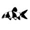 Aquarium fish botia. Chromobotia macracanthus. Catfish with a mustache