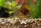 Aquarium fish catfish Corydoras looking for food at the bottom of the aquarium