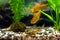 Aquarium fish catfish Corydoras - mustachioed speckled catfish