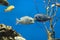 aquarium fish cichlid blue dolphin, close-up on a blue background.