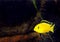 Aquarium Fish- Cichlid Hummingbird Yellow.