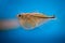 Aquarium fish common hatchetfish