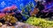 Aquarium fish with coral and aquatic animals