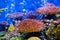 Aquarium fish with coral and aquatic animals