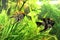 Aquarium fish: couple of Angelfish in the water among algae