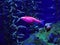 aquarium fish danio glo red on a blue background
