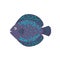 The aquarium fish discus blue violet