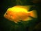 Aquarium Fish Electric Yellow Cichlid Labidochromis caeruleus, yellow in aquarium