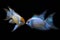 Aquarium fish, flower horn fish on blue screen