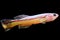 Aquarium Fish, Killifish Amiet`s Lyretail