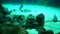 Aquarium fish. Large aquarium with different fish, electric stingray, yellowtail. Stock video