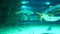 Aquarium fish. Large aquarium with different fish, electric stingray, yellowtail. Stock video