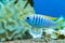 Aquarium fish pseudotropheus zebra