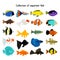 Aquarium fish set. Vector underwater diving fishes on white background