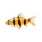 Aquarium fish tiger barb,single illustration in realistic cartoon