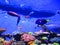 Aquarium fish, Tropical ocean,