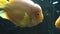 Aquarium fish. Yellow fish of Cichlasoma parrot