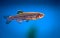 Aquarium fish zebrafish