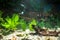 Aquarium with fishes, natural plants and rocks. Tropical fishes. Aquarium with green plants.