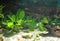 Aquarium with fishes, natural plants and rocks. Tropical fishes. Aquarium with green plants.