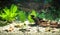 Aquarium with fishes, natural plants and rocks. Tropical fishes. Aquarium with green plants.