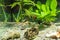 Aquarium with fishes, natural plants and rocks. Tropical fishes. Aquarium with green plants.