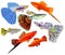 Aquarium fishes set. Isolated. Guppies and swordtail fishes.