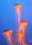 Aquarium with four jellyfish