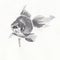 Aquarium goldfish closeup artwork portrait. China ink hand drawn on watercolour paper texture