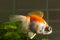 Aquarium goldfish with very big eyes is swimming in the water wi