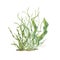 Aquarium green plants. Botanical composition with Sea grass, kelps. Algae, seaweeds. Underwater herbs. Watercolor