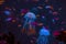 aquarium jellyfish from the ocean are very beautiful in neon glow