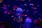 Aquarium jellyfish from the ocean are very beautiful in neon glow
