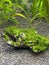 Aquarium moss on black gravel closeup view with selective focus on foreground