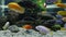 Aquarium with Multi Colored African Cichlid Fish