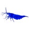 aquarium neocaridina freshwater blue shrimp atyidae, caridina aquatic animal
